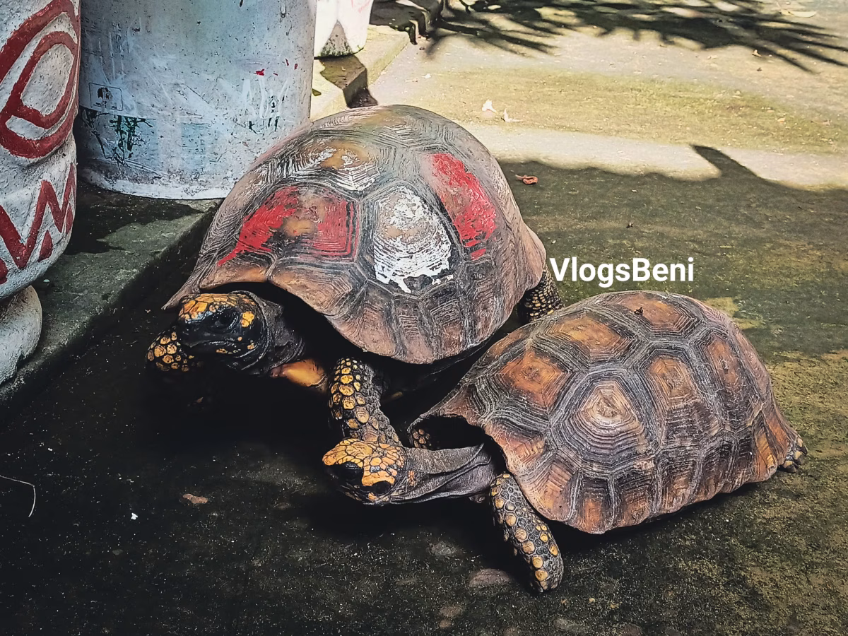 Paciencia, cariño y mucho caparazón ❤️🐢